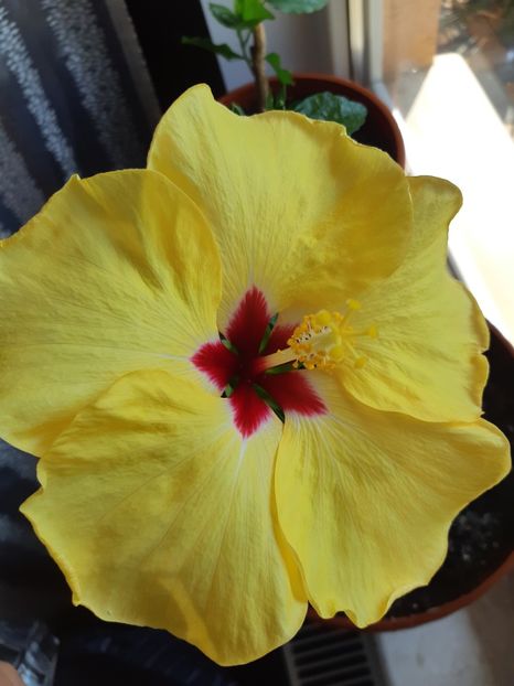  - Hibiscus Adonicus Yellow