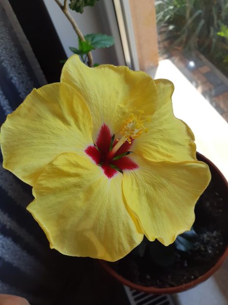  - Hibiscus Adonicus Yellow