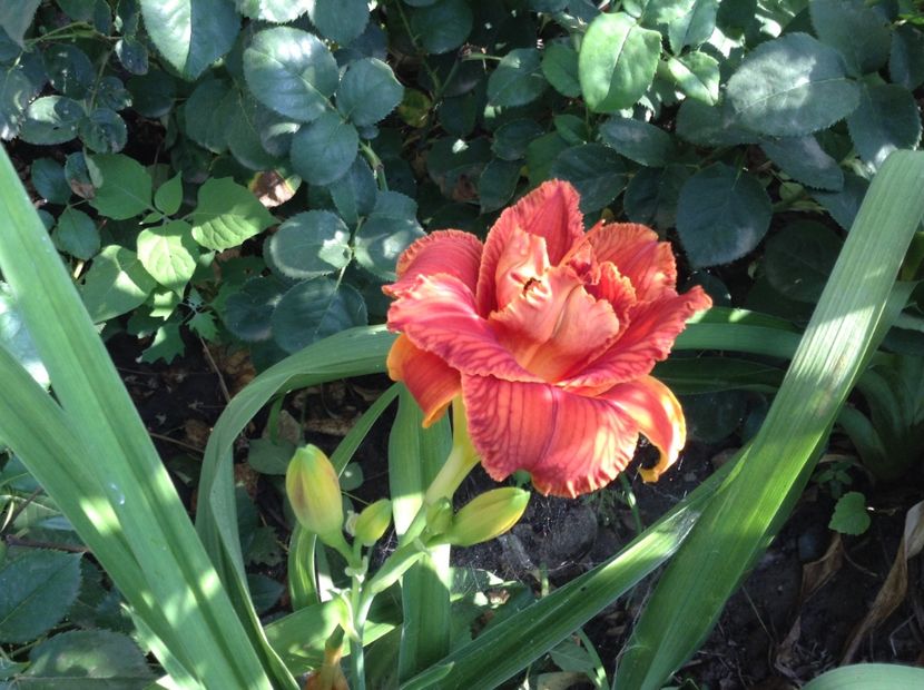 Paprika flame - Hemerocallis 2018