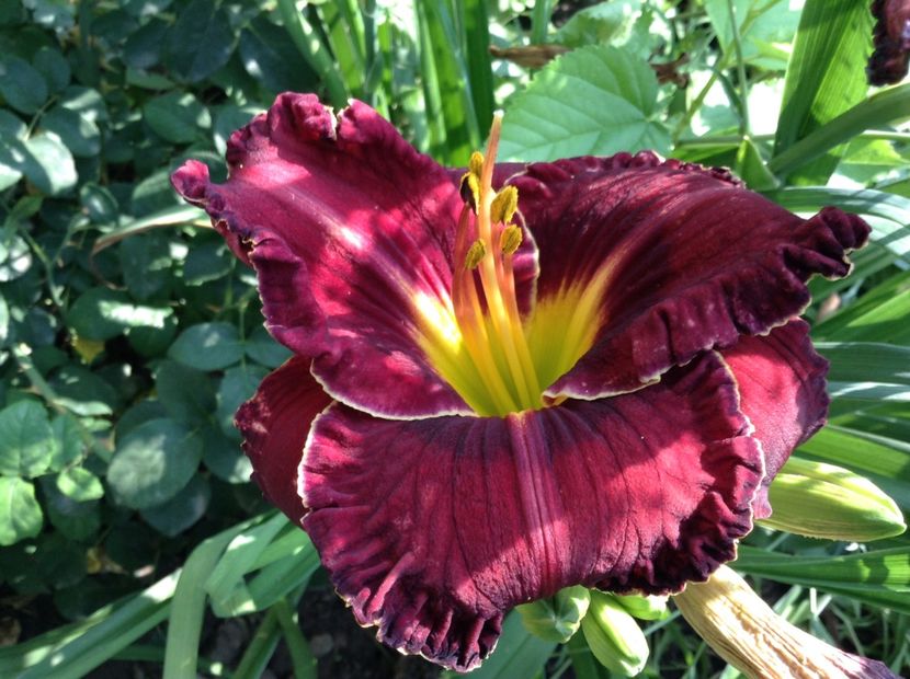 image - Hemerocallis 2018