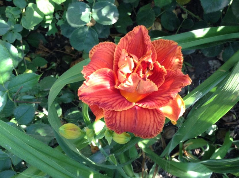 Paprika flame - Hemerocallis 2018