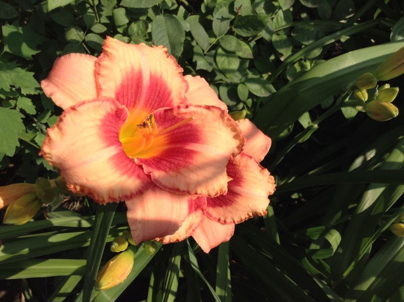 Strawberry candy - Hemerocallis 2018