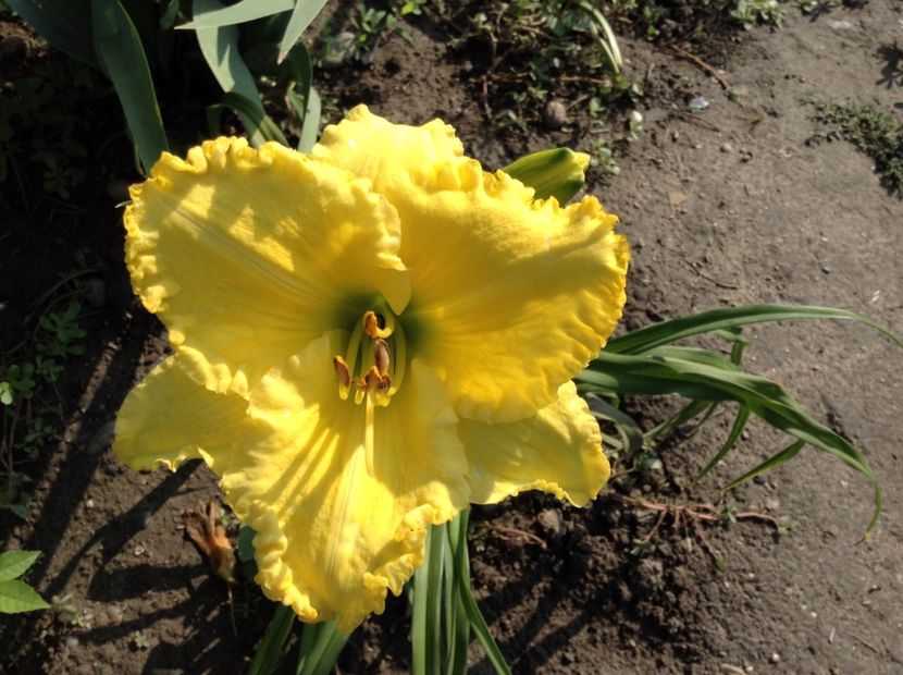 Hello sunshine - Hemerocallis 2018