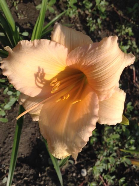 Mini pears - Hemerocallis 2018