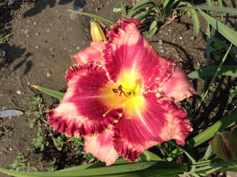 Outstanding - Hemerocallis 2018