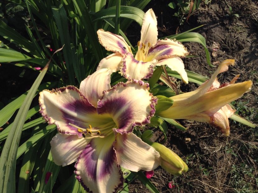 Destineed to see - Hemerocallis 2018