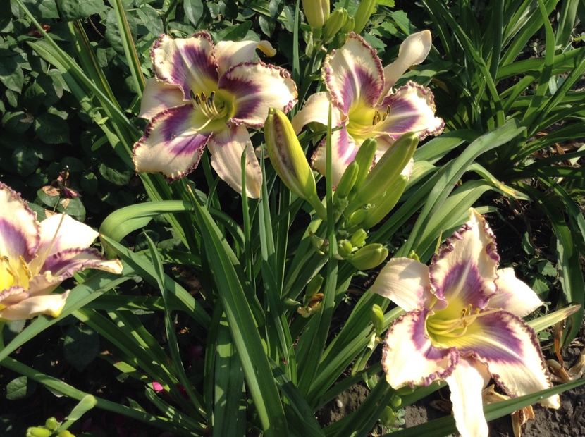 image - Hemerocallis 2018