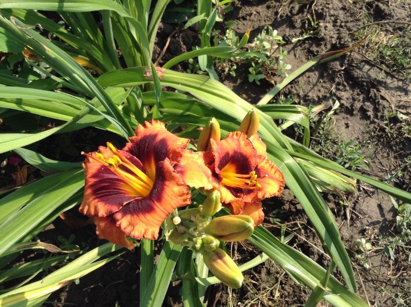 Madeleine nettles eyes - Hemerocallis 2018