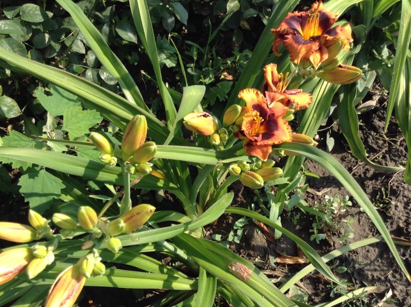 image - Hemerocallis 2018