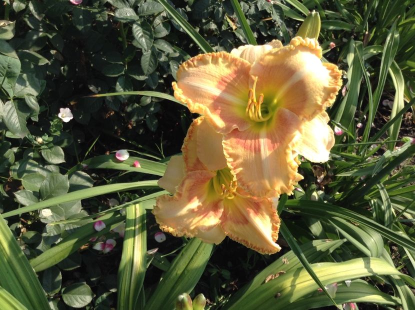 Wistes of wizard - Hemerocallis 2018