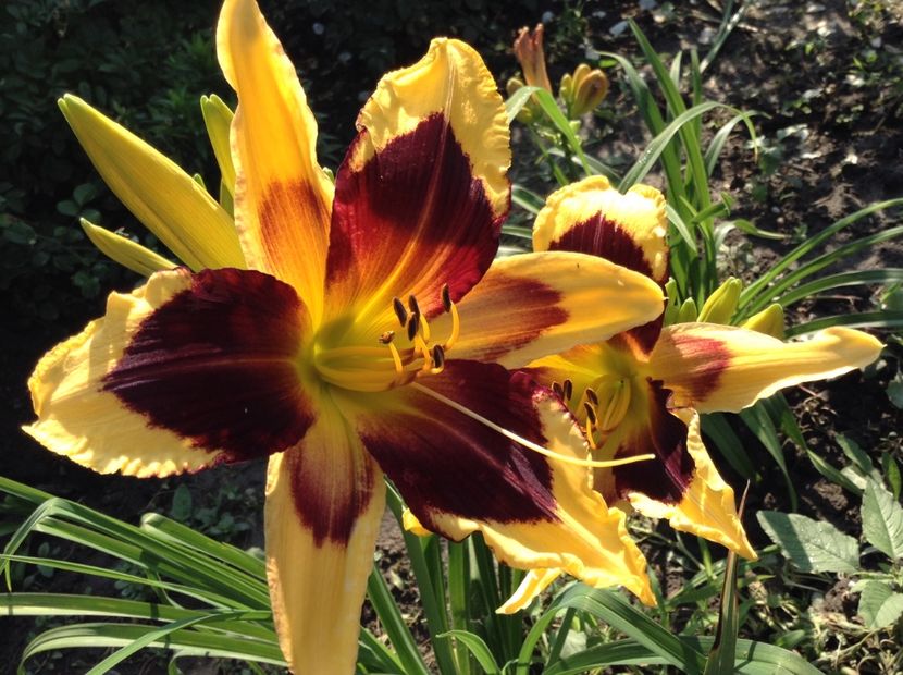 Indian sky - Hemerocallis 2018