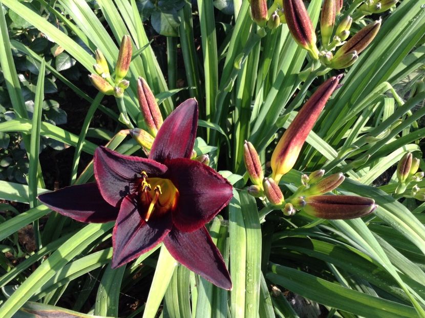 Chocolate candy - Hemerocallis 2018