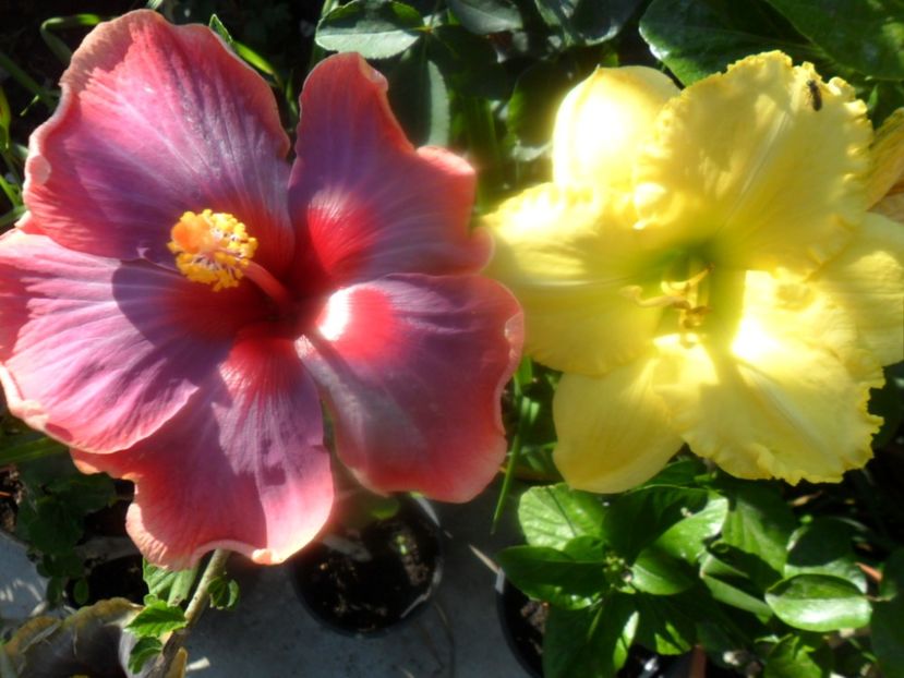  - hibiscusi 2018 2