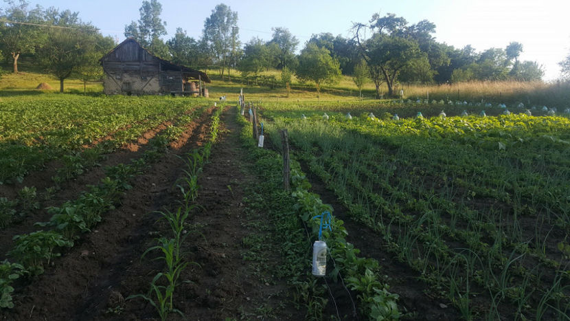  - RASADURI si RECOLTA