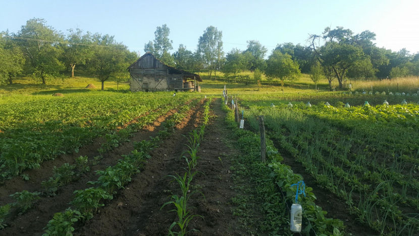  - RASADURI si RECOLTA