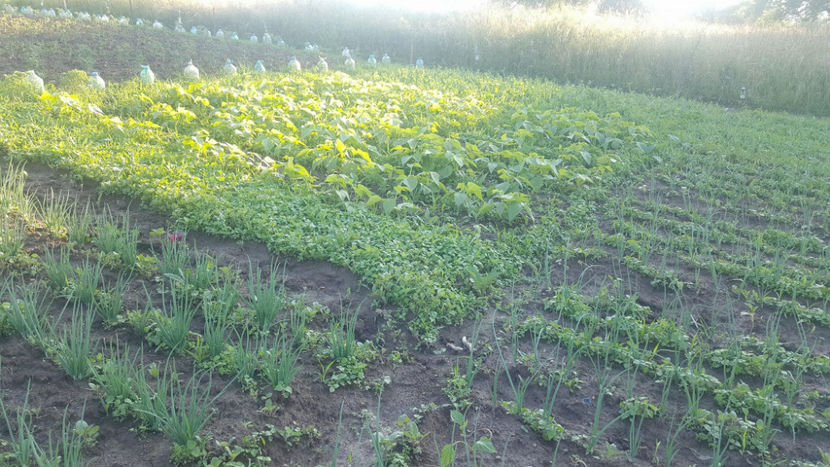  - RASADURI si RECOLTA