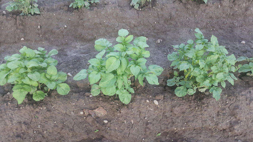 Cartofi MOV - RASADURI si RECOLTA