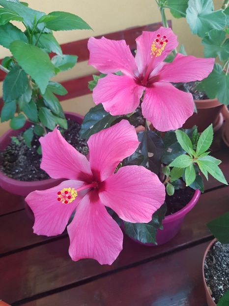  - 1-2 HIBISCUS