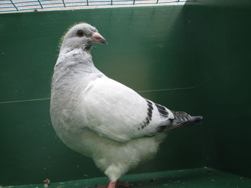 03530-18 - Tineret 2018