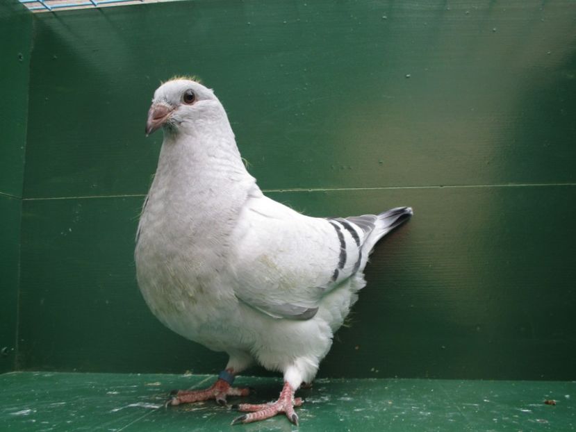 03531-18 - Tineret 2018