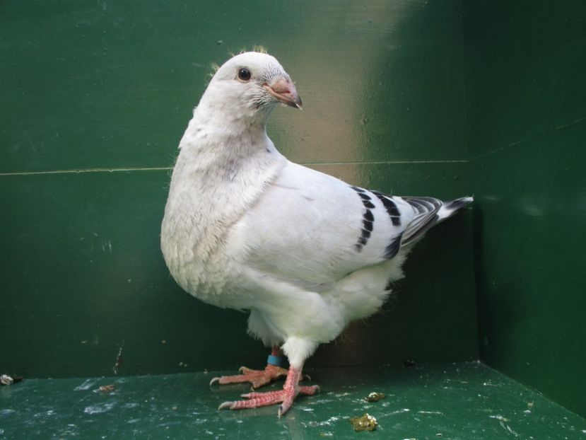 03534-18 - Tineret 2018