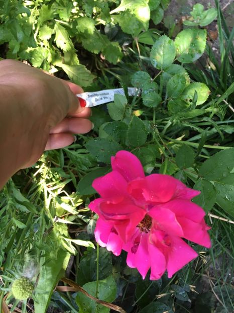 Dolce-vita de la Gradinamax - Trandafiri 2018 ll