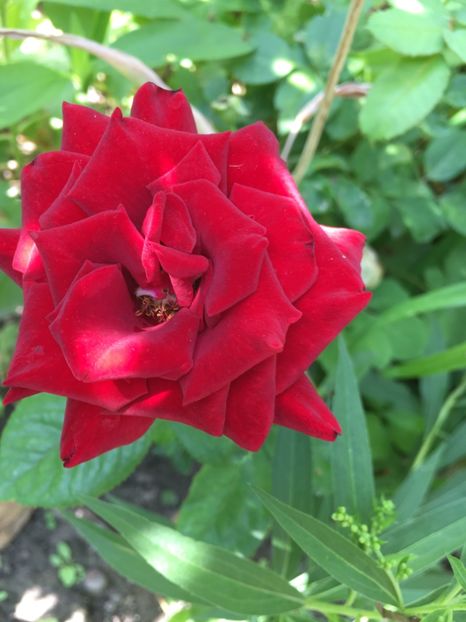 Blue for you Gradinamax - Trandafiri 2018 ll