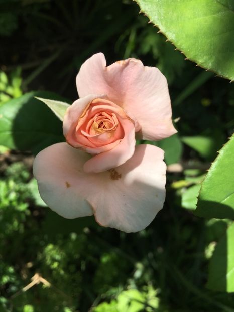 Flamingo - Trandafiri 2018 ll