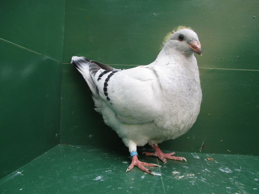 03533-18 - Tineret 2018