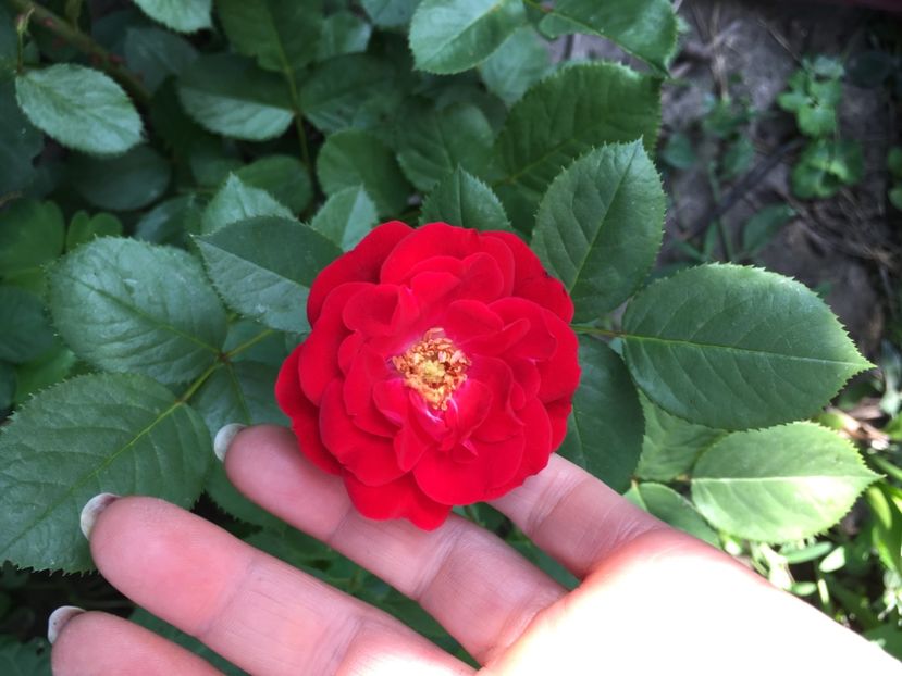 Julia ‘ s Child Gradinamax - Trandafiri 2018 ll