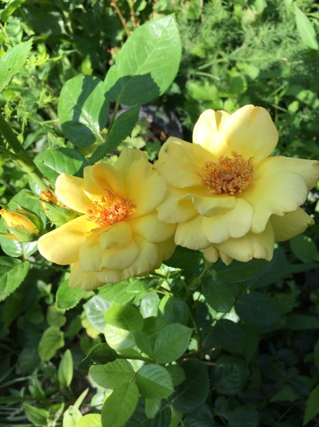 Sweet Honey Gradinamax - Trandafiri 2018 ll