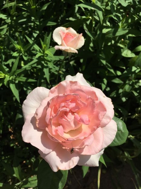 B0DDD542-0B32-4C34-BD7E-F5122DADCE6 - Trandafiri 2018 ll