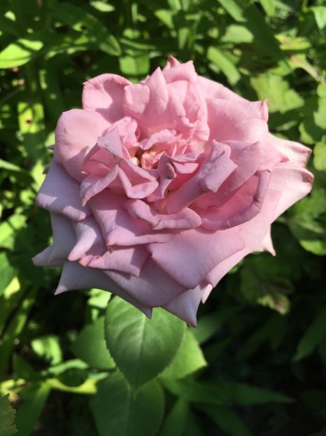 Sissi - Trandafiri 2018 ll