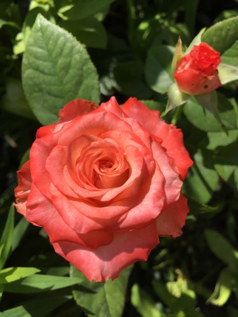 F8F883B8-3704-41D5-9698-CB5CE7F81FDF - Trandafiri 2018 ll