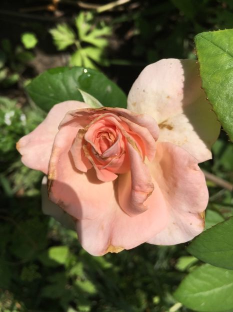 9C532CA6-1C27-41AB-8859-C9B6B23F931F - Trandafiri 2018 ll