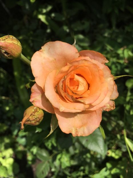 Bulgaresc - Trandafiri 2018 ll