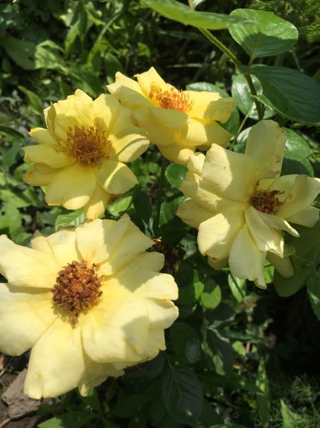 Sweet Honey Gradinamax - Trandafiri 2018 ll