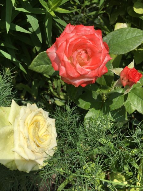 19C5D738-51E2-4FB4-A2E3-C0290E518747 - Trandafiri 2018 ll