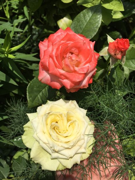 F91AC511-85BC-458C-8BDC-FAABE05FA22B - Trandafiri 2018 ll