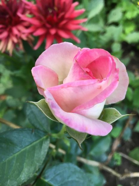 Elle 4Garden - Trandafiri 2018 ll