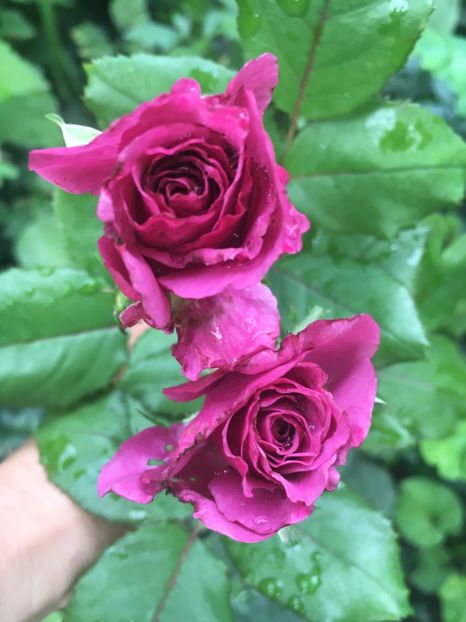 Blue Angel - Trandafiri 2018 ll