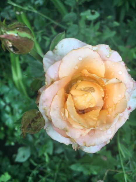 9D78B68F-3D42-43C3-ADBC-3294350FB407 - Trandafiri 2018 ll