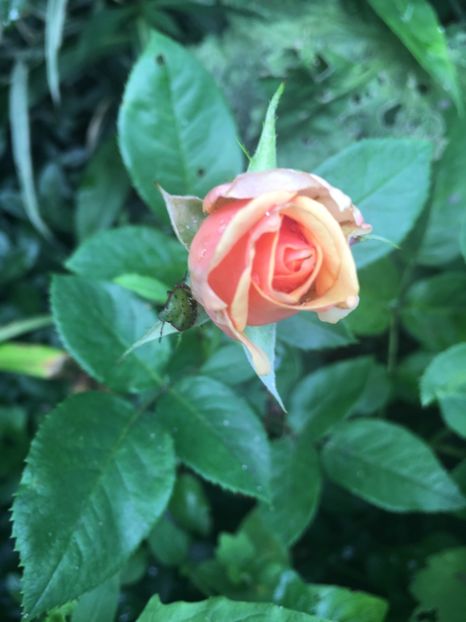 Olympic Palace - Trandafiri 2018 ll