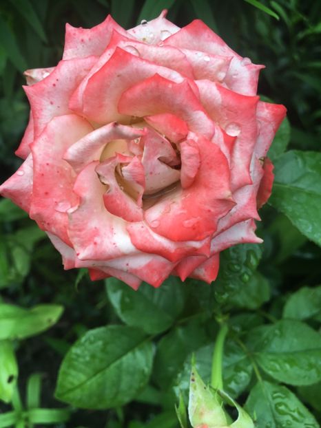 49D9A056-93AE-4E42-9A6C-2F8670F6175F - Trandafiri 2018 ll