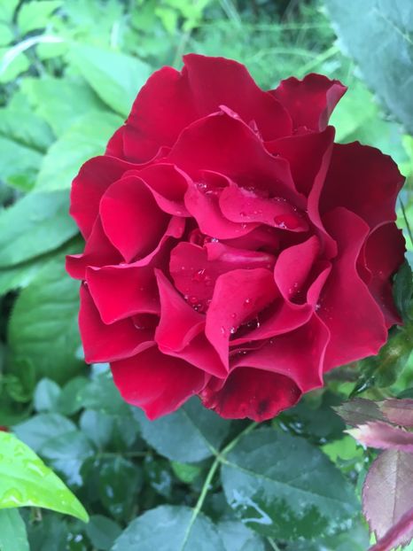 Limar - Trandafiri 2018 ll