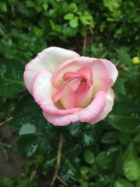 32B82967-7B83-4745-A818-82FBF042BB41 - Trandafiri 2018 ll