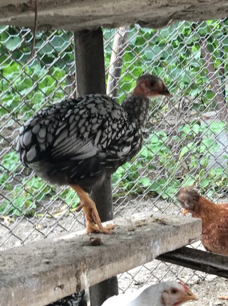 wyandotte golas - Puisori 2018