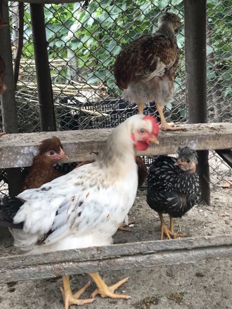 Puisori motati - Puisori 2018