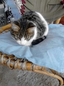  - prietenii cu botic