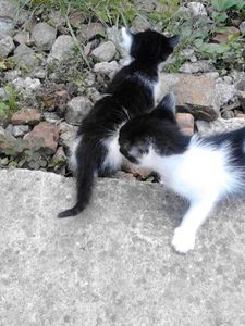  - prietenii cu botic